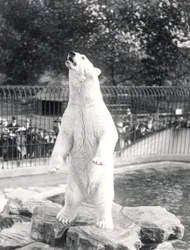 Sam the Polar Bear Begging for Food at ZSL London Zoo, 1912
